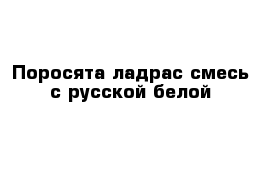 Поросята ладрас смесь с русской белой 